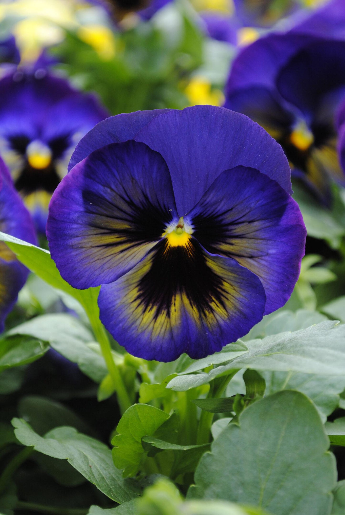 Pansy Matrix Midnight Glow - View 4 from www redcrocus com