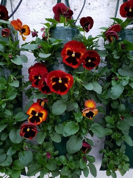 Pansy Matrix Solar Flare - View 12 from www redcrocus com