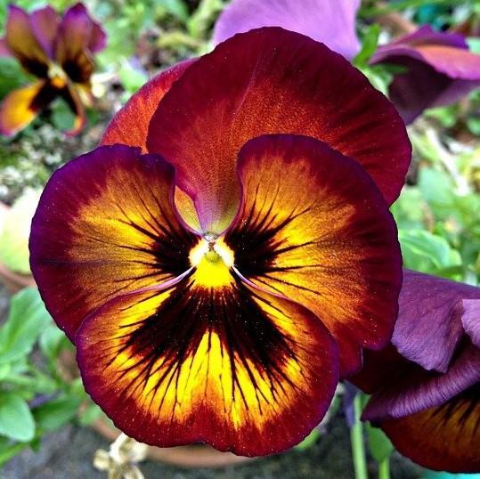 Pansy Matrix Solar Flare - View 13 from www redcrocus com