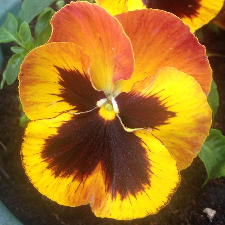 Pansy Matrix Solar Flare - View 19 from www redcrocus com