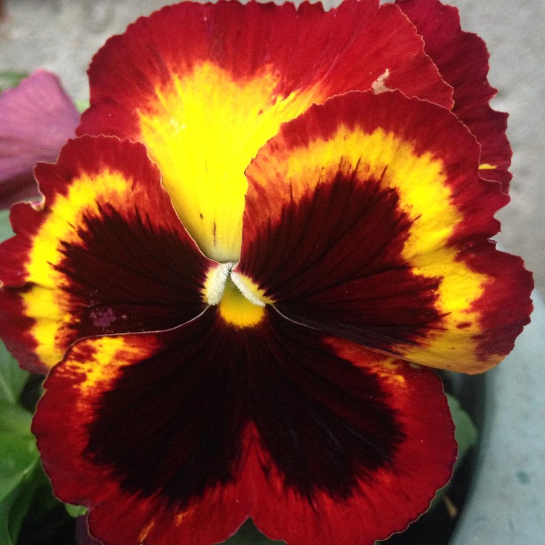 Pansy Matrix Solar Flare - View 2 from www redcrocus com