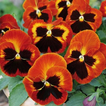 Pansy Matrix Solar Flare - View 3 from www redcrocus com