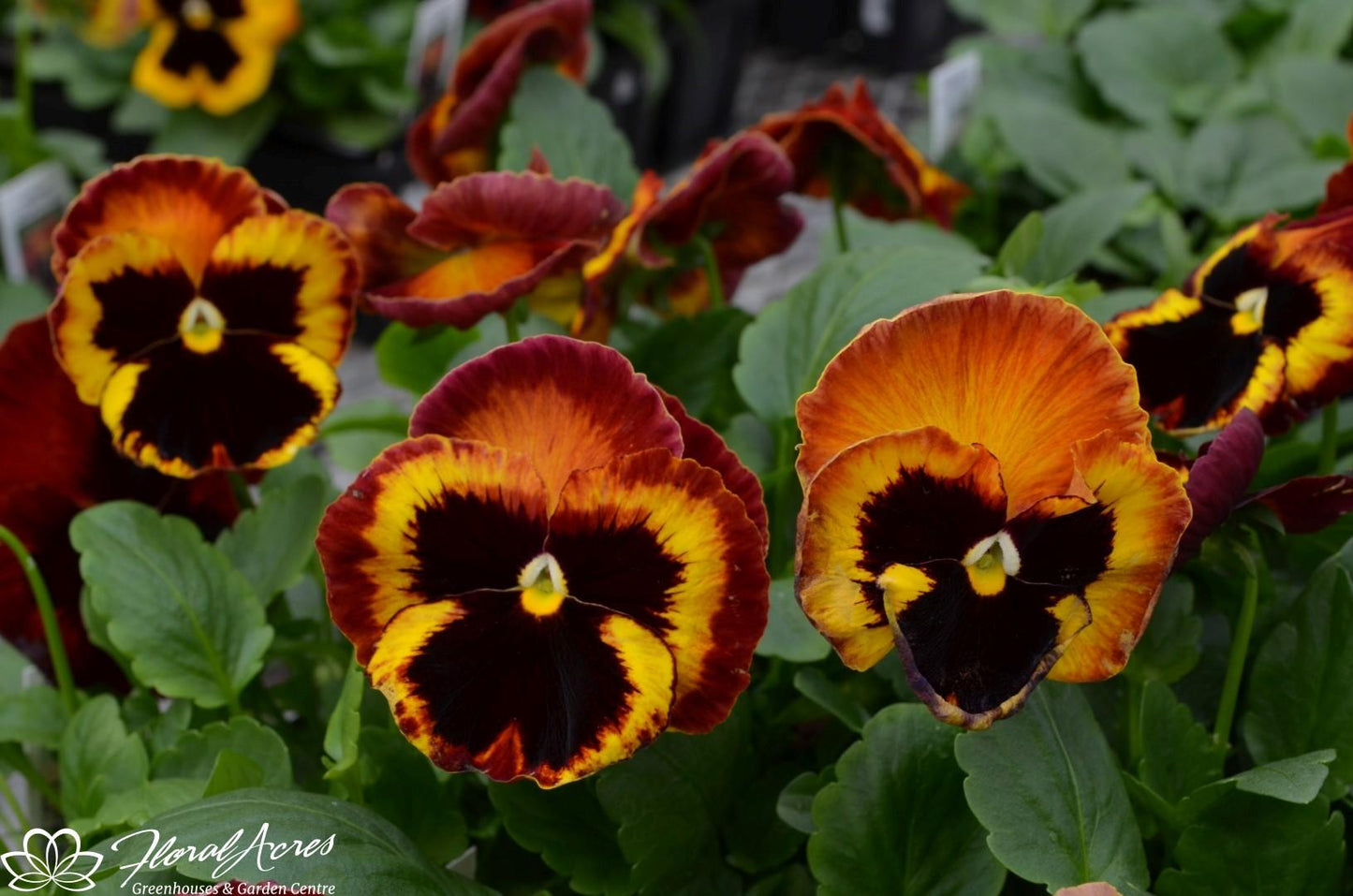 Pansy Matrix Solar Flare - View 5 from www redcrocus com