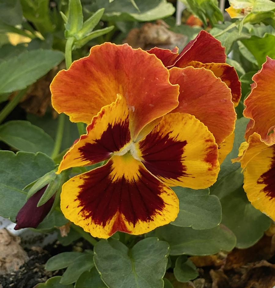 Pansy Matrix Solar Flare - View 6 from www redcrocus com