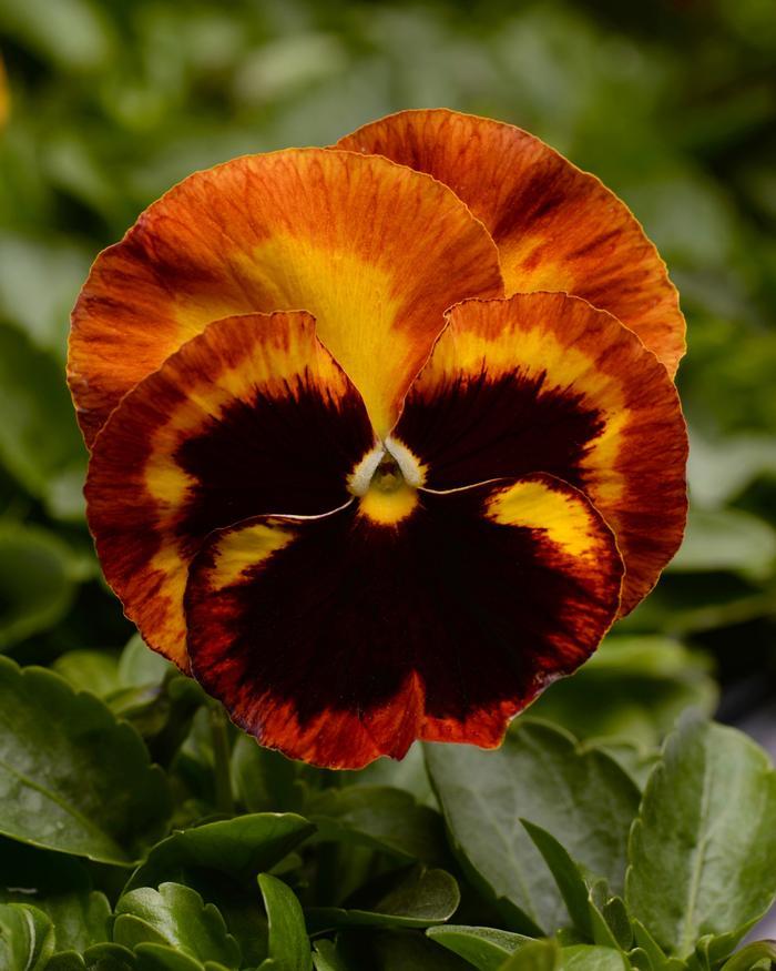 Pansy Matrix Solar Flare - View 7 from www redcrocus com