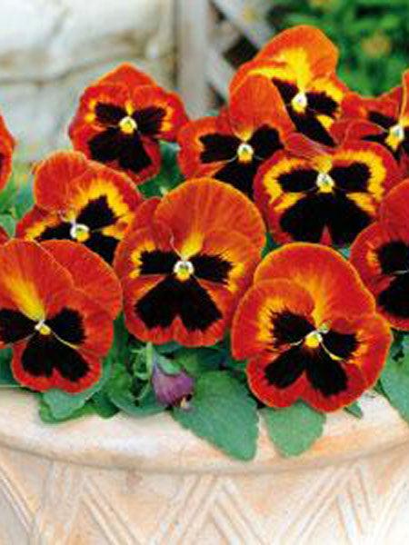 Pansy Matrix Solar Flare - View 8 from www redcrocus com