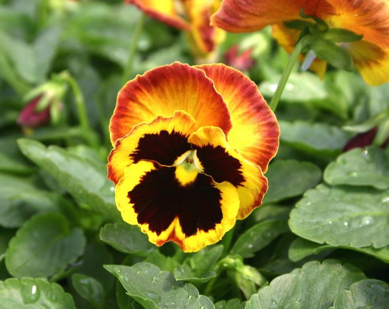 Pansy Matrix Solar Flare - View 9 from www redcrocus com