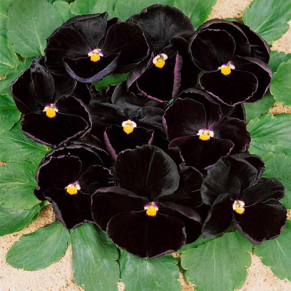Pansy Black - View 11 from www redcrocus com