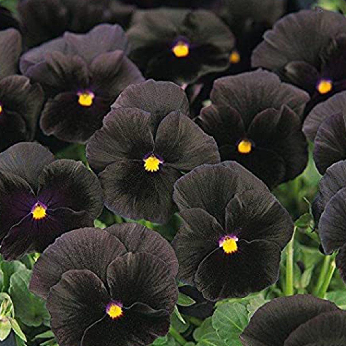 Pansy Black - View 3 from www redcrocus com
