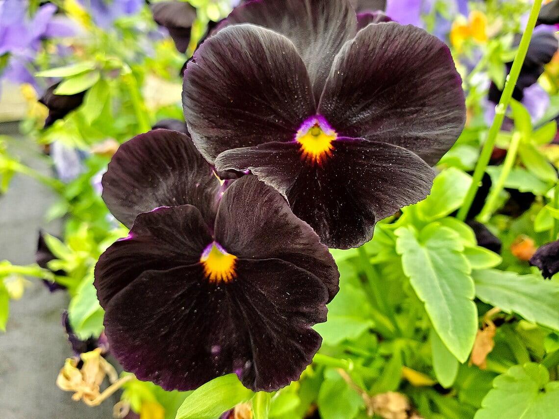 Pansy Black - View 5 from www redcrocus com