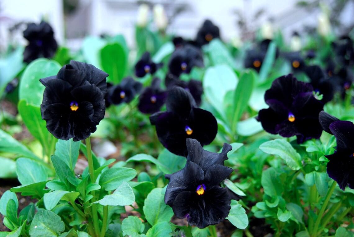 Pansy Black - View 8 from www redcrocus com