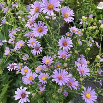 Aster Novi Belgii 'dragon' - View 10 from www redcrocus com
