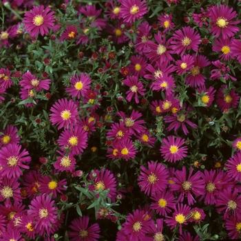 Aster Novi Belgii 'dragon' - View 12 from www redcrocus com
