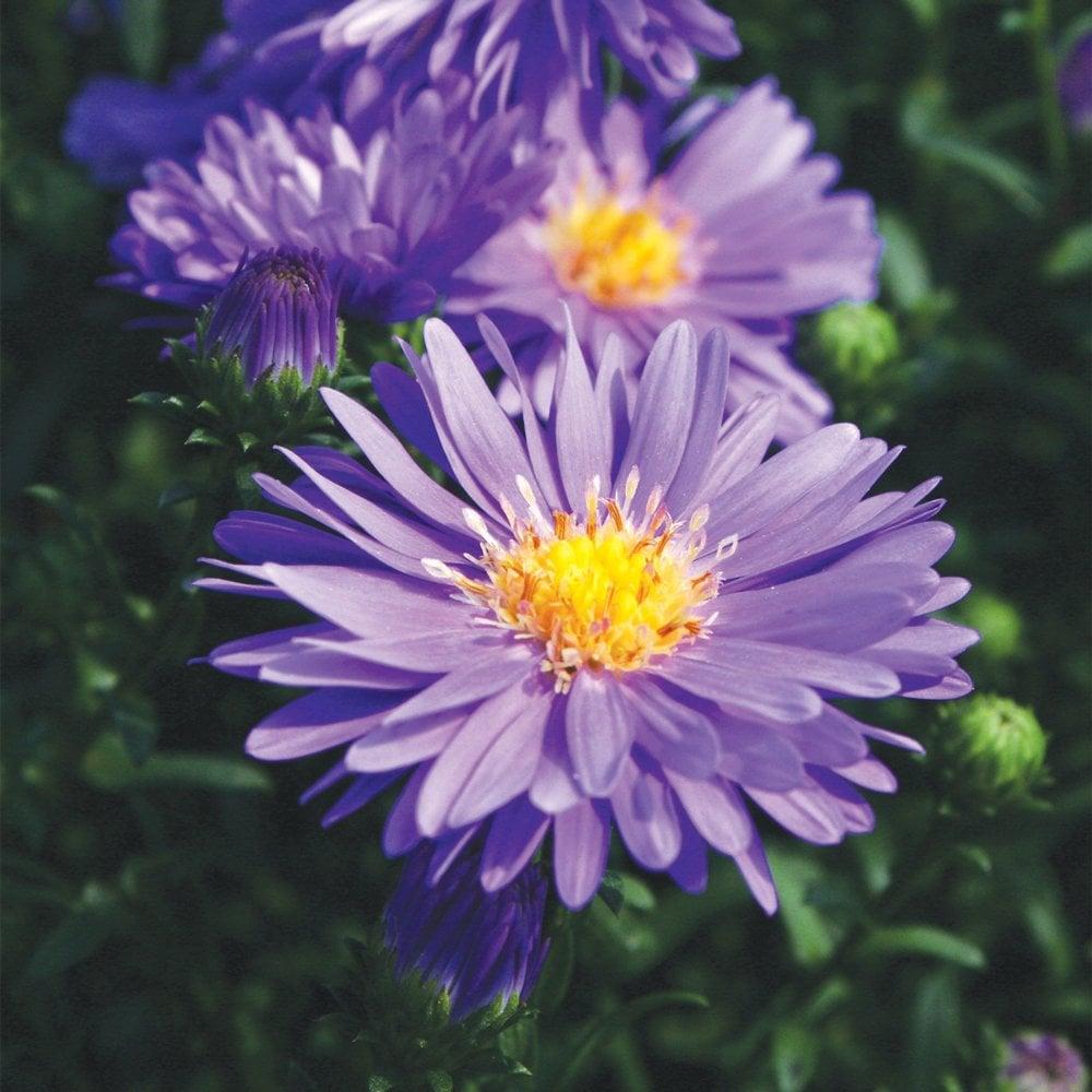 Aster Novi Belgii 'dragon' - View 13 from www redcrocus com