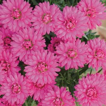 Aster Novi Belgii 'dragon' - View 14 from www redcrocus com