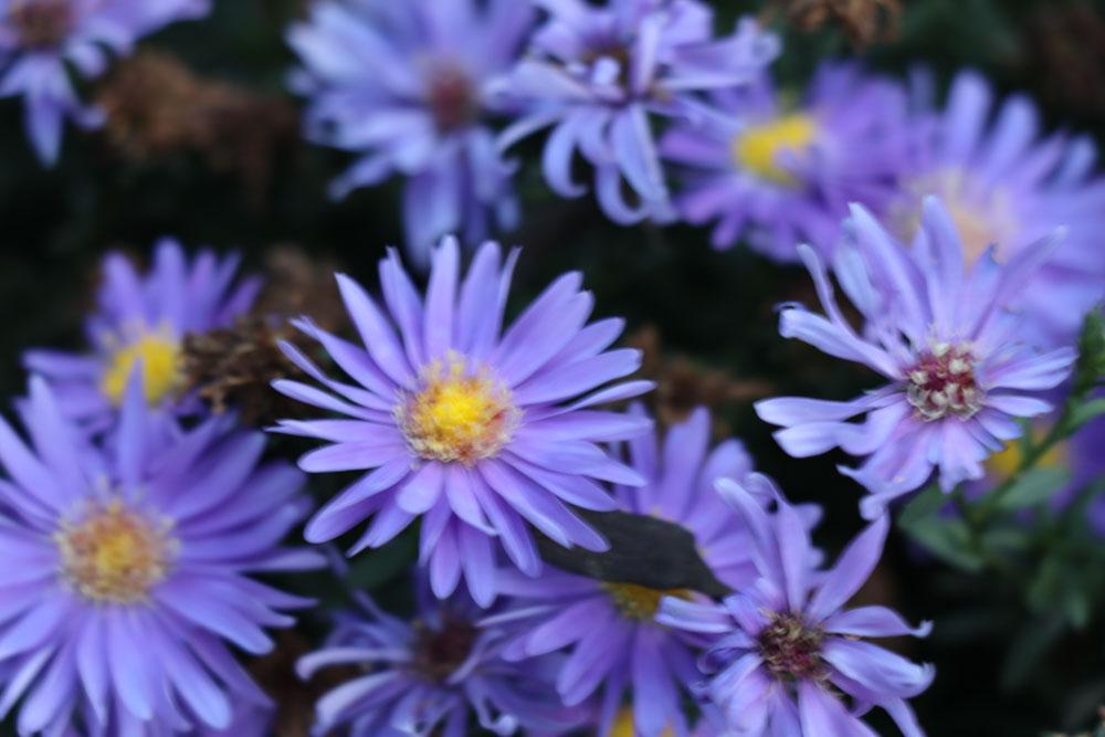 Aster Novi Belgii 'dragon' - View 15 from www redcrocus com