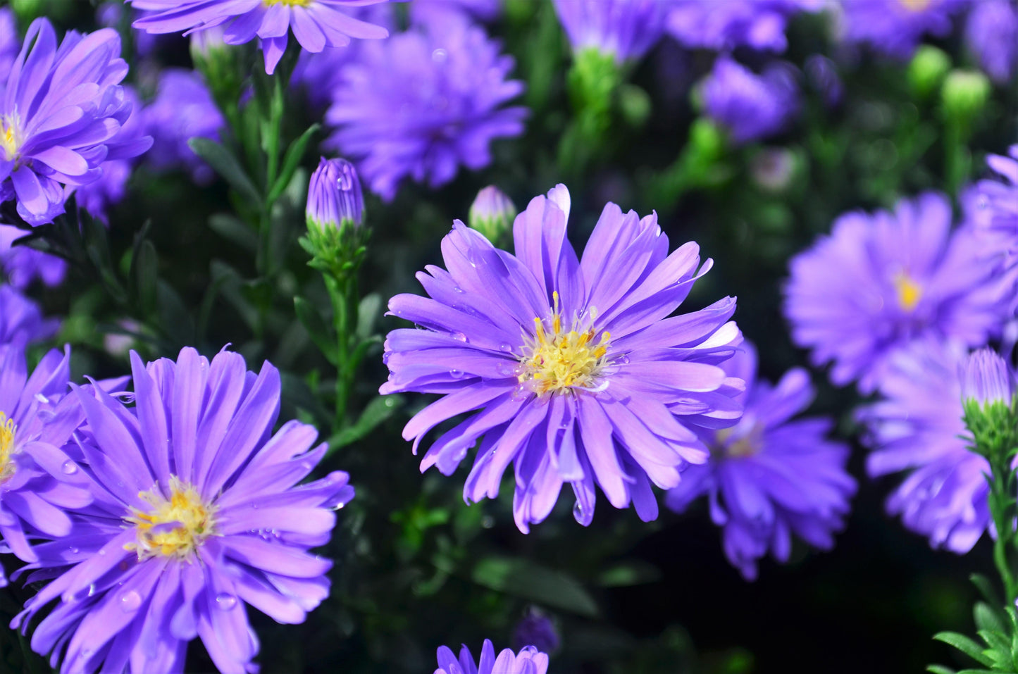 Aster Novi Belgii 'dragon' - View 2 from www redcrocus com