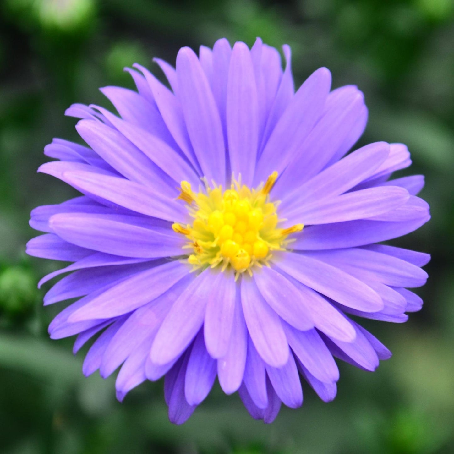 Aster Novi Belgii 'dragon' - View 6 from www redcrocus com