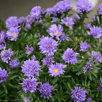Aster Novi Belgii 'dragon' - View 8 from www redcrocus com