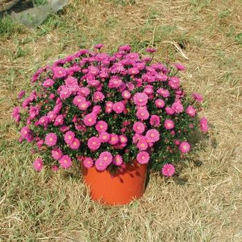 Aster Novi Belgii 'dragon' - View 9 from www redcrocus com