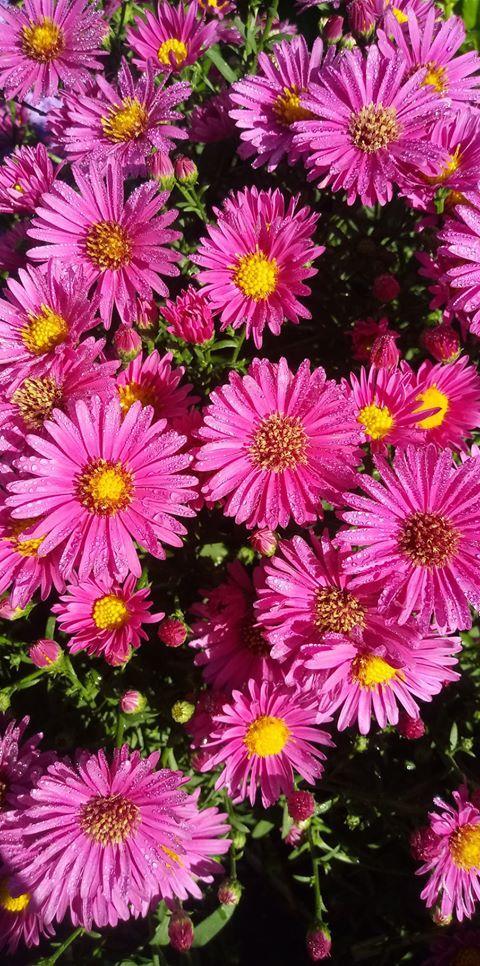 Aster Novi Belgii 'hazy' - View 10 from www redcrocus com