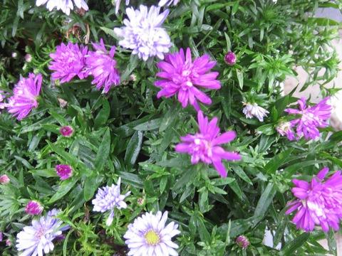 Aster Novi Belgii 'hazy' - View 11 from www redcrocus com