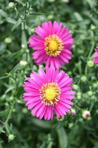 Aster Novi Belgii 'hazy' - View 12 from www redcrocus com