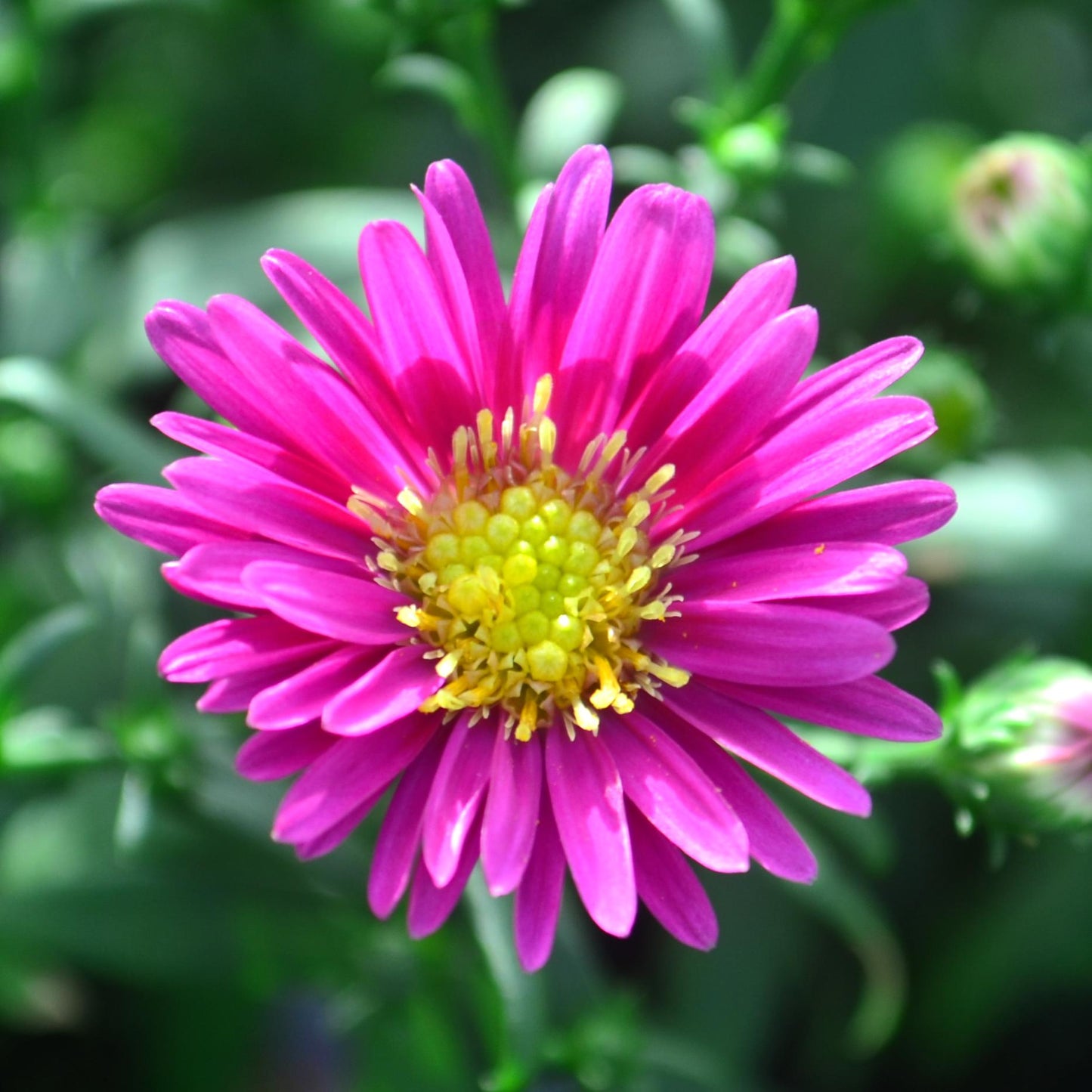 Aster Novi Belgii 'hazy' - View 15 from www redcrocus com