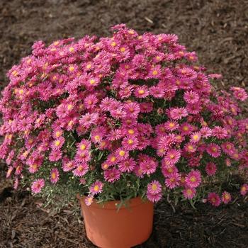 Aster Novi Belgii 'hazy' - View 16 from www redcrocus com