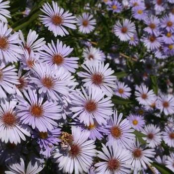 Aster Novi Belgii 'hazy' - View 18 from www redcrocus com