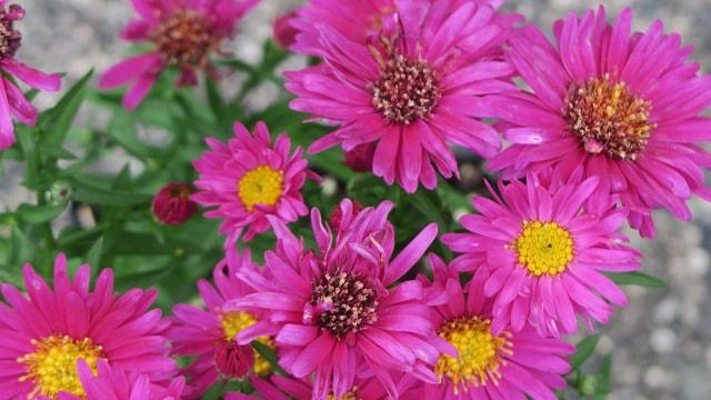 Aster Novi Belgii 'hazy' - View 20 from www redcrocus com