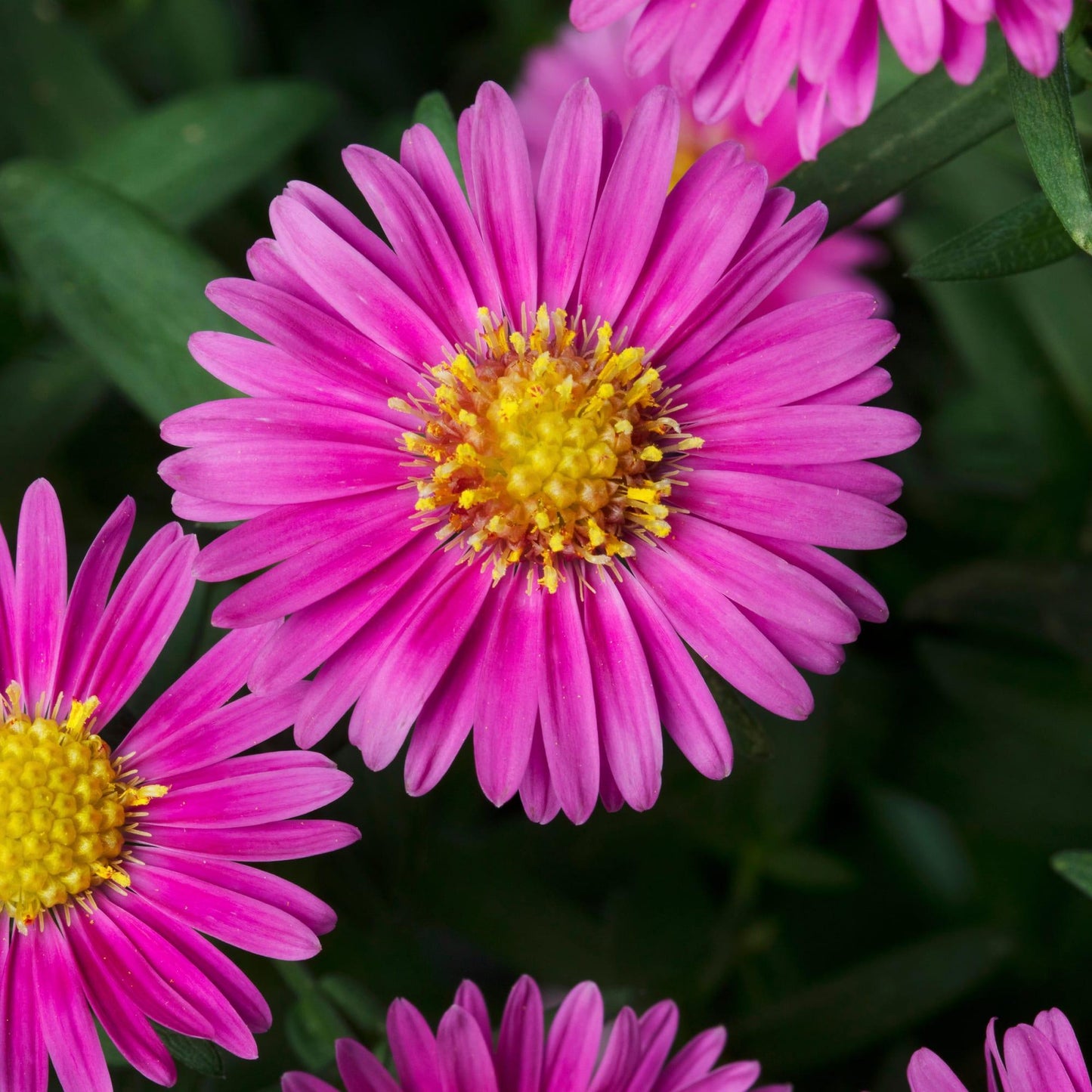 Aster Novi Belgii 'hazy' - View 21 from www redcrocus com