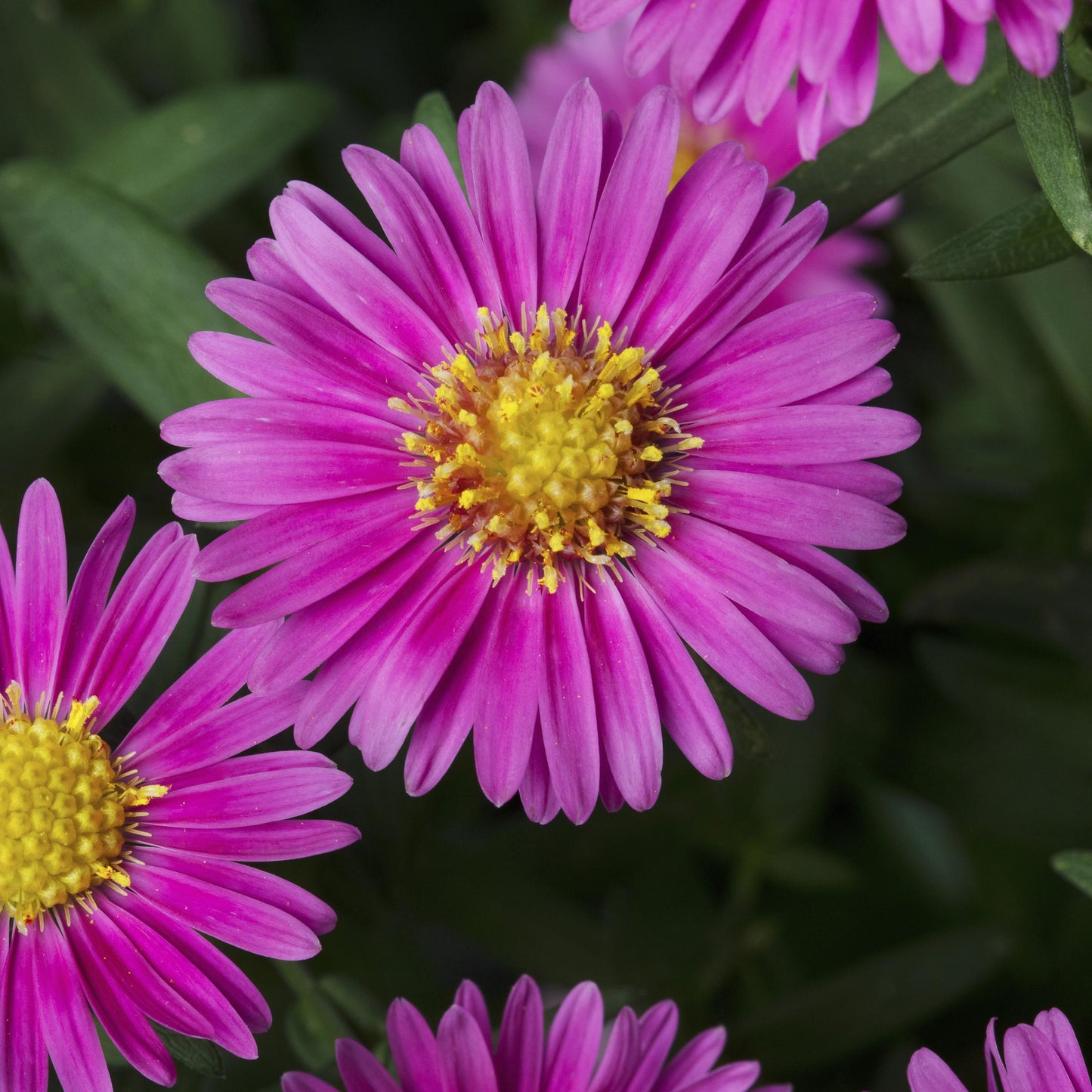 Aster Novi Belgii 'hazy' - View 23 from www redcrocus com