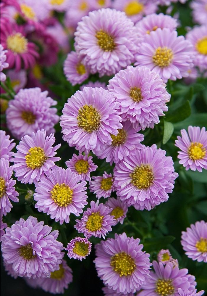 Aster Novi Belgii 'hazy' - View 25 from www redcrocus com