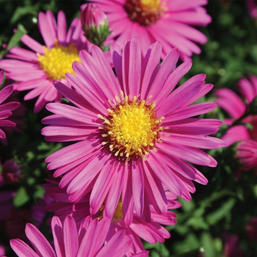 Aster Novi Belgii 'hazy' - View 26 from www redcrocus com