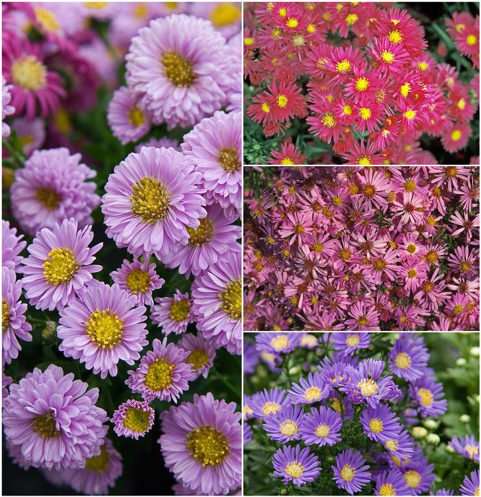 Aster Novi Belgii 'hazy' - View 27 from www redcrocus com
