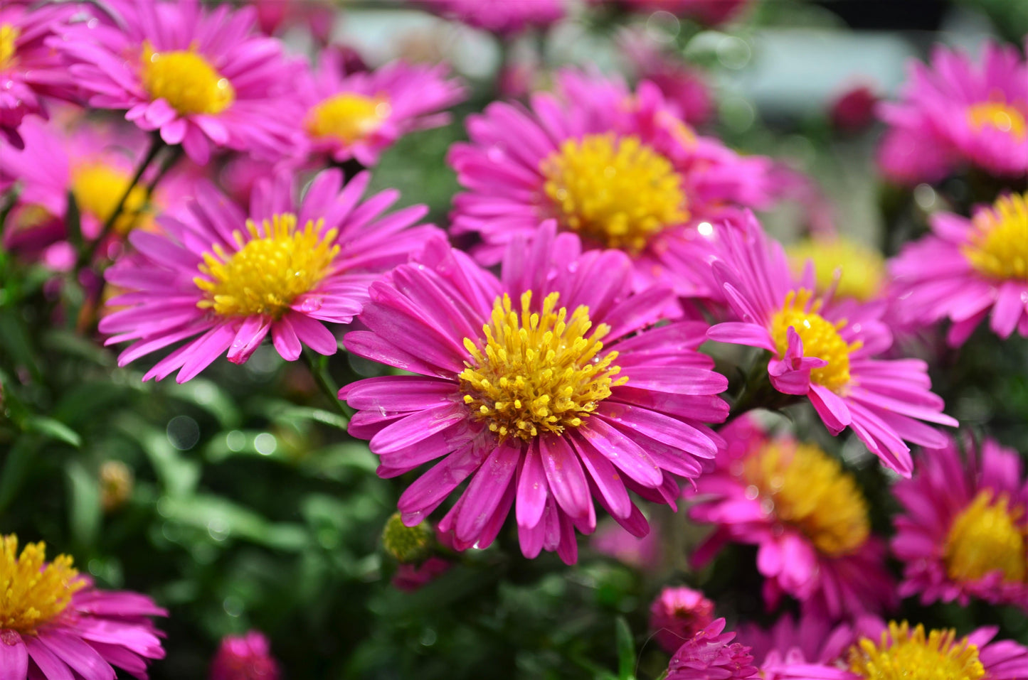 Aster Novi Belgii 'hazy' - View 2 from www redcrocus com