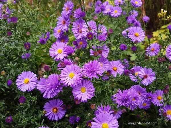 Aster Novi Belgii 'hazy' - View 32 from www redcrocus com