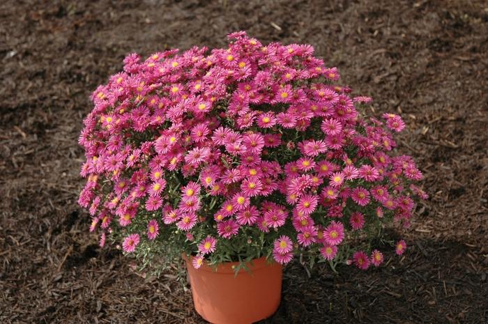 Aster Novi Belgii 'hazy' - View 3 from www redcrocus com