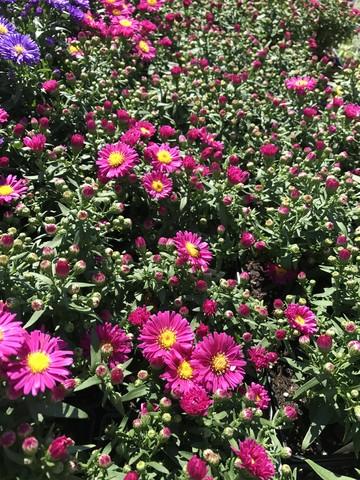 Aster Novi Belgii 'hazy' - View 4 from www redcrocus com
