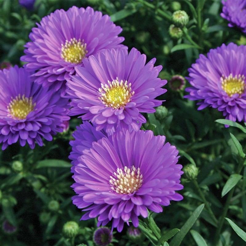 Aster Novi Belgii 'magic Purple' - View 10 from www redcrocus com
