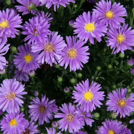 Aster Novi Belgii 'magic Purple' - View 15 from www redcrocus com