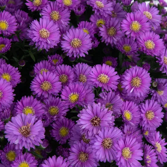 Aster Novi Belgii 'magic Purple' - View 16 from www redcrocus com
