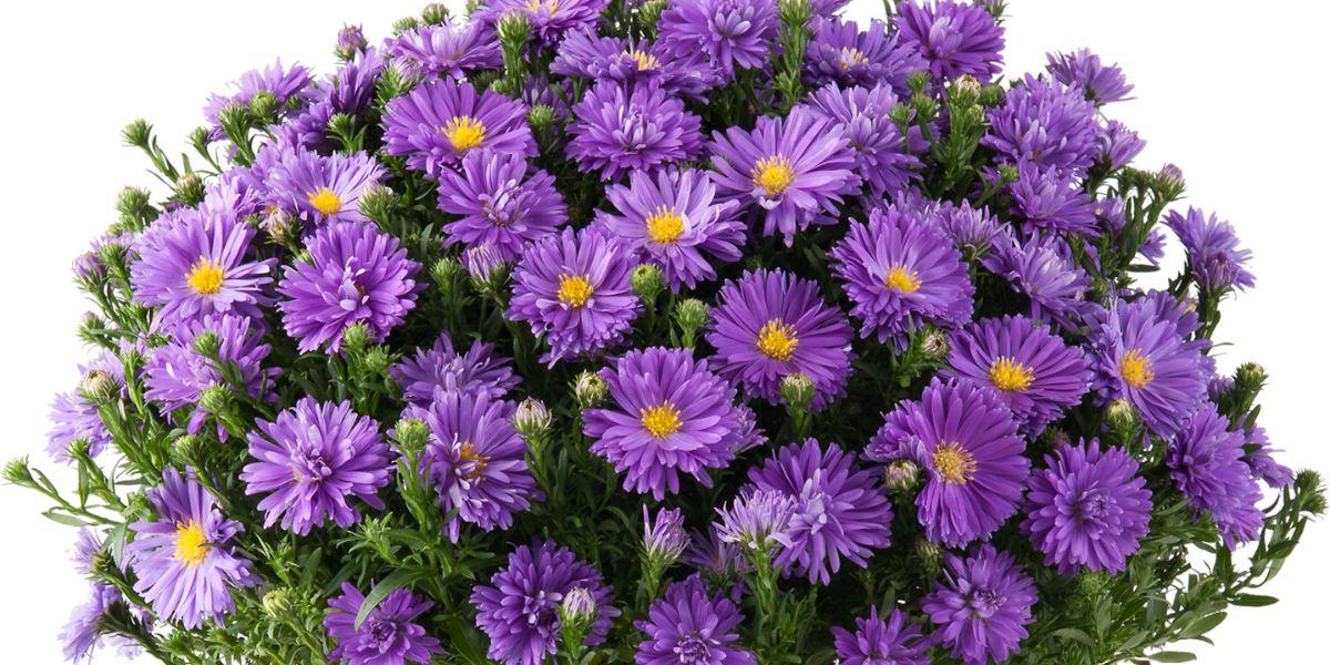 Aster Novi Belgii 'magic Purple' - View 17 from www redcrocus com