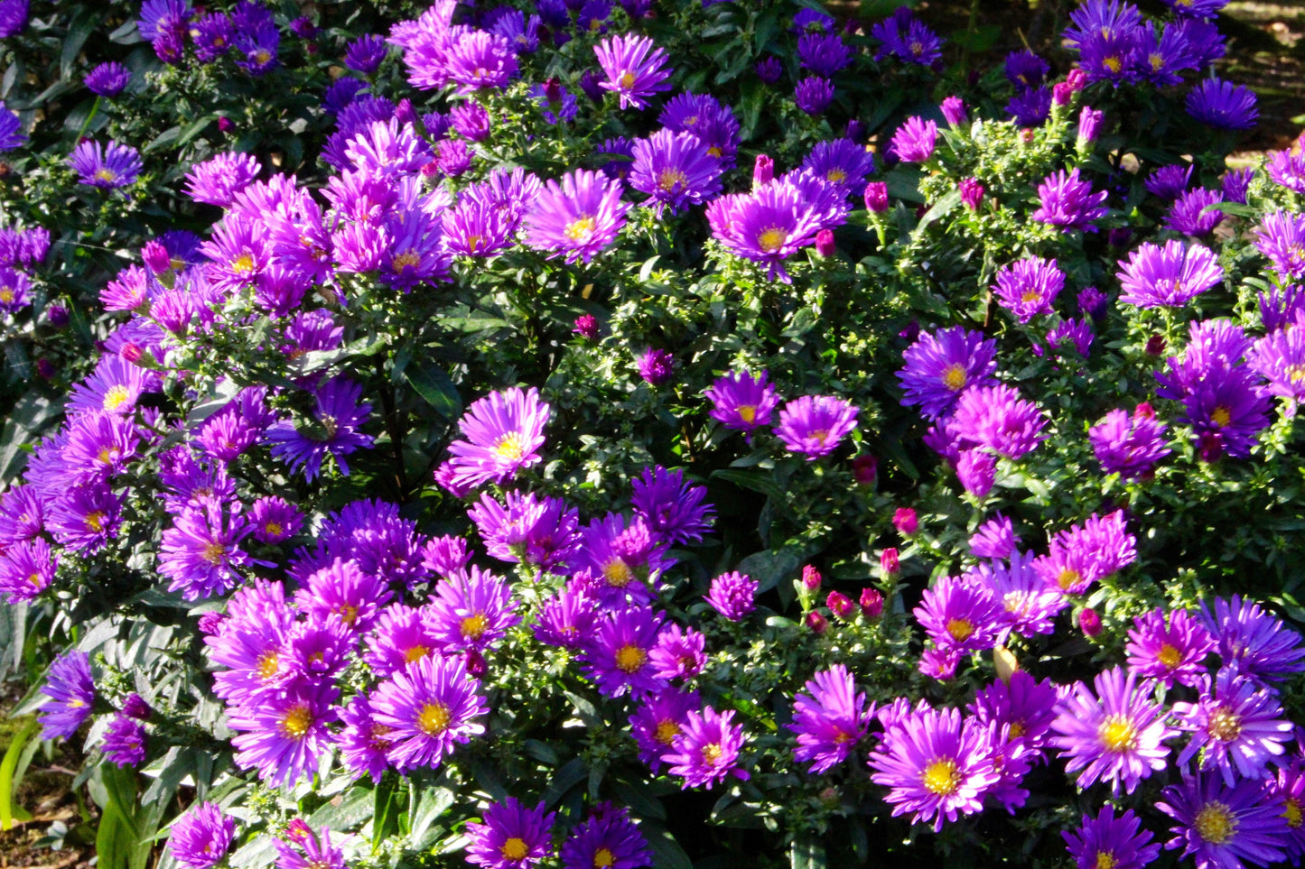 Aster Novi Belgii 'magic Purple' - View 19 from www redcrocus com