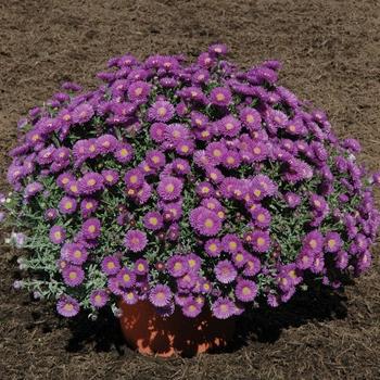 Aster Novi Belgii 'magic Purple' - View 20 from www redcrocus com