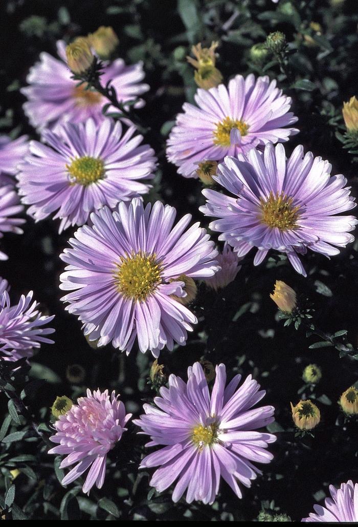 Aster Novi Belgii 'magic Purple' - View 24 from www redcrocus com