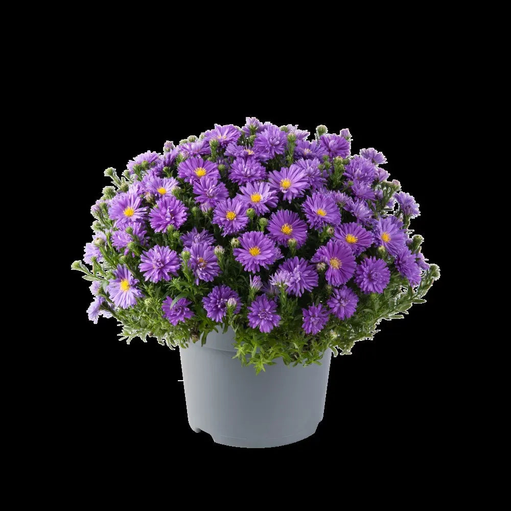 Aster Novi Belgii 'magic Purple' - View 25 from www redcrocus com