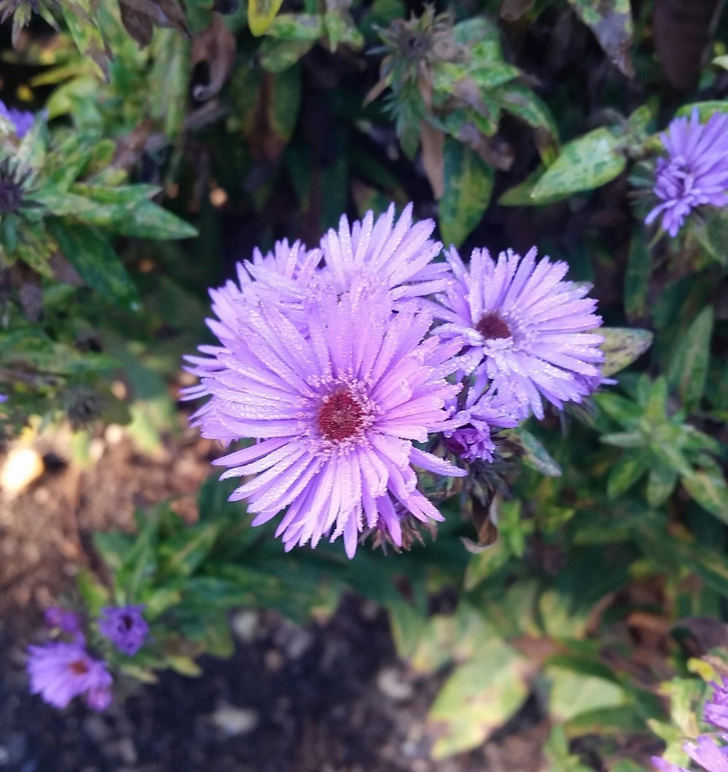 Aster Novi Belgii 'magic Purple' - View 26 from www redcrocus com