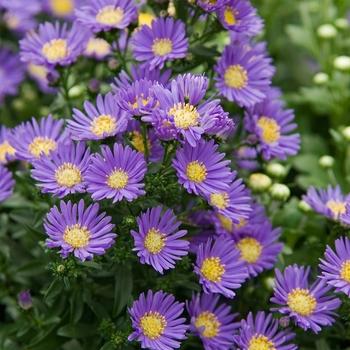 Aster Novi Belgii 'magic Purple' - View 27 from www redcrocus com